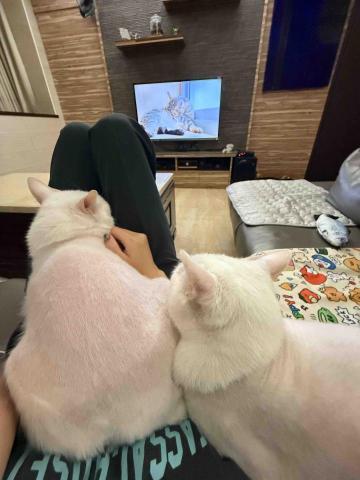 林佳諭 - 到府貓咪照顧及餵藥 林佳諭 - 到府貓咪照顧及餵藥