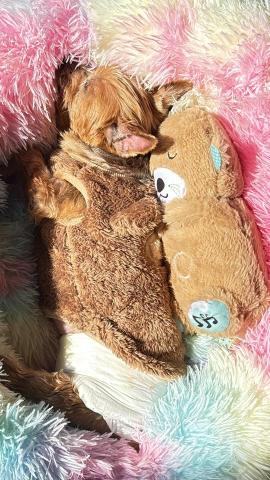 施伊淳 - 這是我家小狗狗～