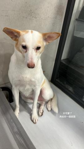 愛吃魚的貓 雙北桃園新竹寵物到府保母 - 到府照護 陪伴