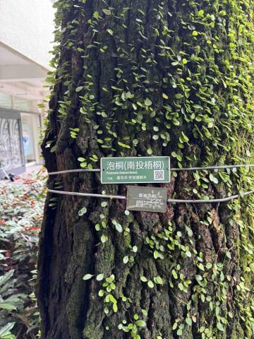 才藝類家教-蔡承澍 - 瀕危的白花泡桐，有一科就長在台大裡喔！是我的好朋友٩(˃̶͈̀௰˂̶͈́)و