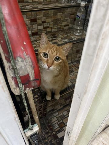 愛吃魚的貓 雙北桃園新竹寵物到府保母 - 到府照護