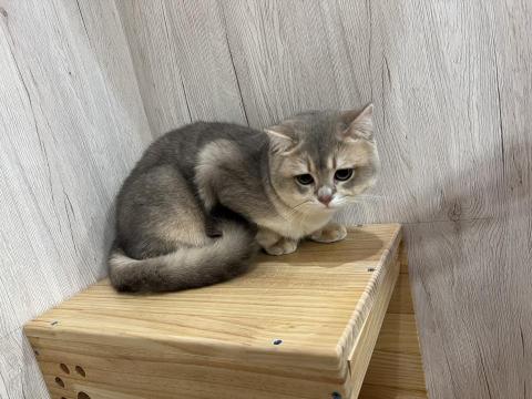 愛吃魚的貓 雙北桃園新竹寵物到府保母 - 到府照護