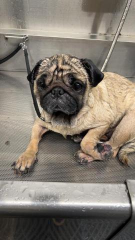 愛吃魚的貓 雙北桃園新竹寵物到府保母 - 小美容