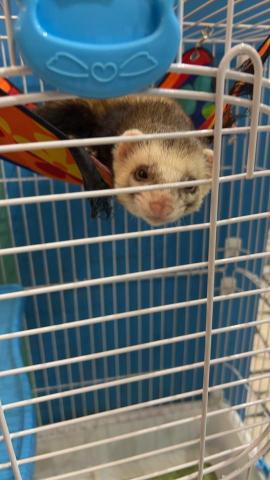 愛吃魚的貓 雙北桃園新竹寵物到府保母 - 到府照護