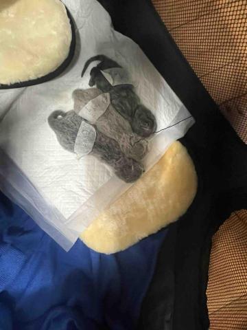 愛吃魚的貓 雙北桃園新竹寵物到府保母 - 小奶貓照護