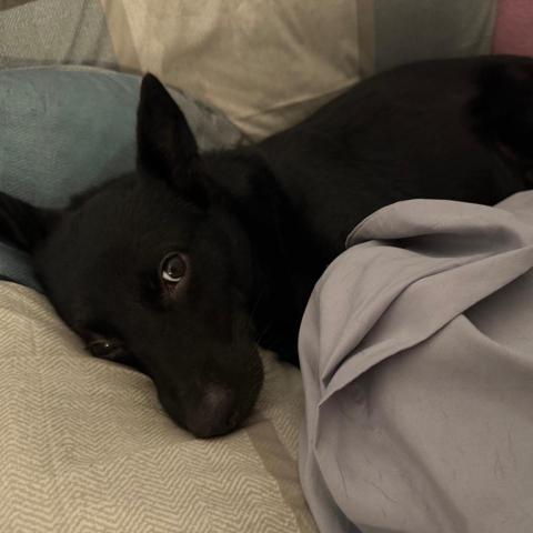 提供竹南公園服務的專家板橋/寵物寄宿所❤️