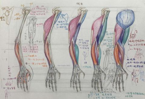 Han studio  邱柏翰 - 透過不同角度（側面轉動、前臂翻轉），手臂肌肉的局部觀察與理解

一步步拆解「這塊肌肉從哪裡開始、到哪裡連接、會怎麼影響動作」。

想了解素描課程細節與安排？歡迎私訊洽詢喔！
