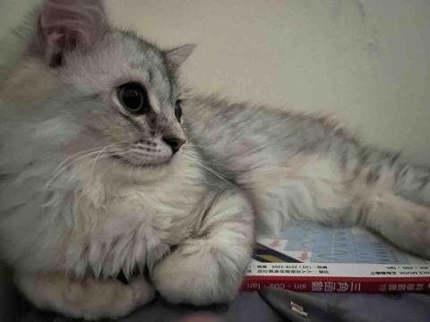 小羊🐑 - 附上我家小寶貝的悠閒樣