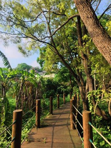 QJ攝影 - 木棧道蜿蜒於蔥鬱林間，陽光灑落，綠意盎然。一條通往自然的幽徑，充滿生機與寧靜，彷彿置身秘境。