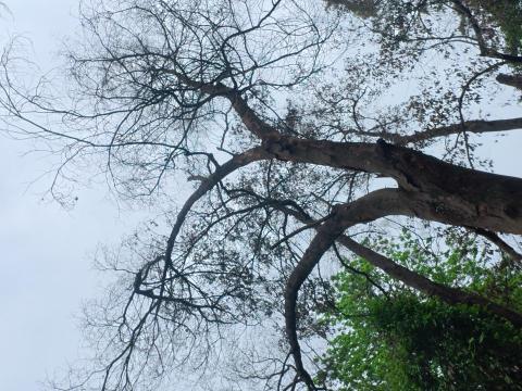 QJ攝影 - 捕捉枯木在時間刻畫下的獨特姿態。它代表著生命的循環、歲月的痕跡，以及蕭瑟中的堅毅與美。