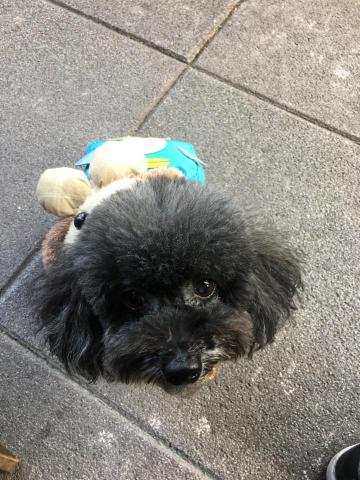 葉姿妤 - 陪毛小孩出去散步 葉姿妤 - 陪毛小孩出去散步