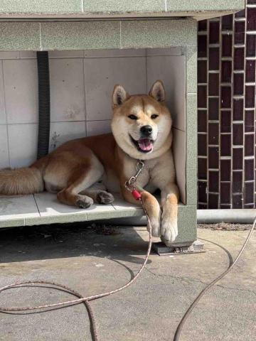 毛大叔狗私塾 - 有個性的柴柴 阿吉
#狗學生 毛大叔狗私塾 - 有個性的柴柴 阿吉
#狗學生