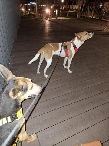 YT CHEN - 在公園散步