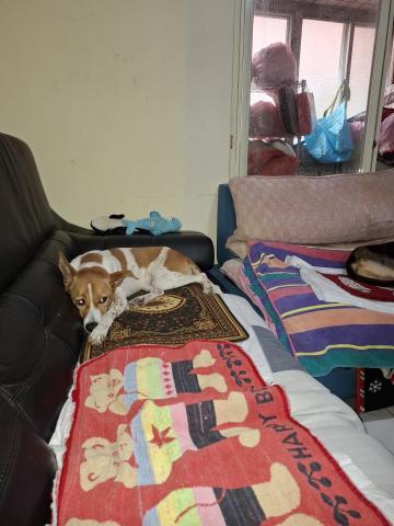 YT CHEN - 寵物在沙發上睡覺