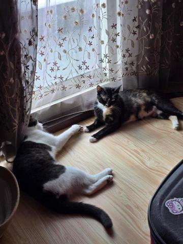 Susan Wang -  Susan Wang -