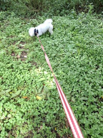 YT CHEN - 寵物在公園奔跑。