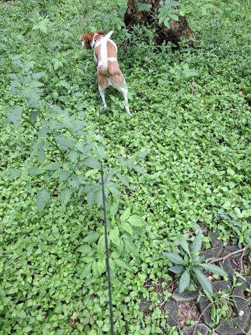 YT CHEN - 寵物在公園奔跑