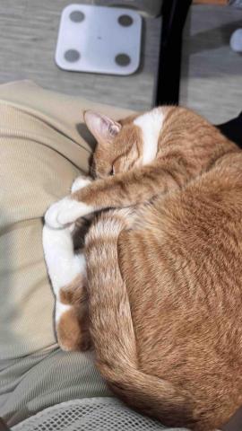 瑀 - 自己養的貓