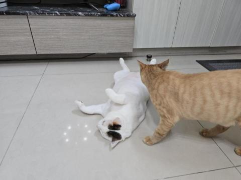 Susan Wang -  Susan Wang -