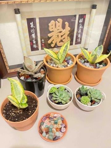 Jayna GUO  - 開運盆栽