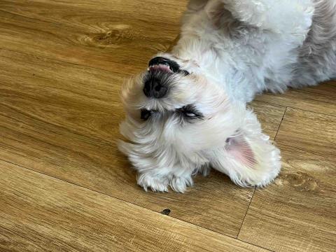 Tracy - 睡到並軌~ Tracy - 睡到並軌~