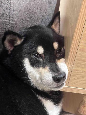 曉澍 - 賺狗狗的飼料錢