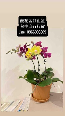 Jayna GUO  - 蘭花主盆訂製