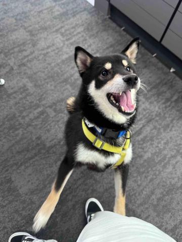 曉澍 - 我的狗很可愛