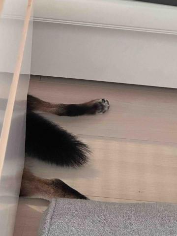 曉澍 - 狗狗的腳腳很香