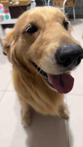 小可遛遛隊 - 寵物保母-阿亮