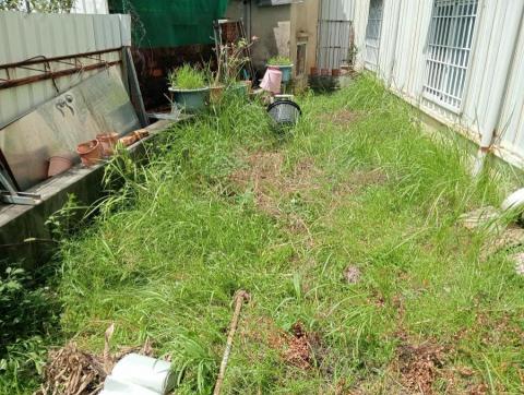 王東明 - 長溪路住家空地除草前(一) 王東明 - 長溪路住家空地除草前(一)