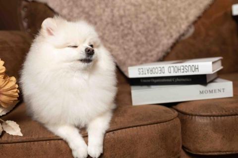 金魚攝影 - 寵物寫真