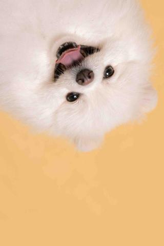 金魚攝影 - 寵物寫真