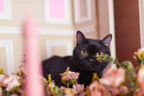 金魚攝影 - 寵物寫真