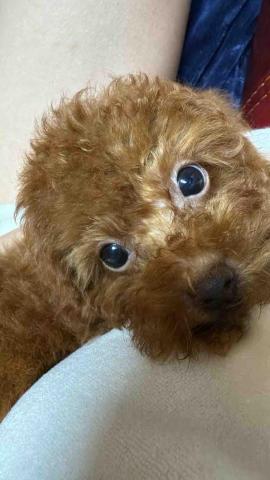 毛大叔狗私塾 - 可愛小女生 紅貴賓
#狗學生 毛大叔狗私塾 - 可愛小女生 紅貴賓
#狗學生