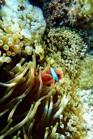 提供capcut商用服務的專家BETA