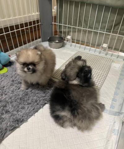 toothy - 博美寶寶日常照護2週