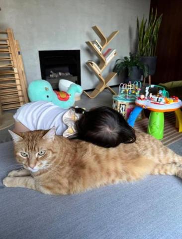 toothy - 在澳洲照顧1歲寶寶與貓