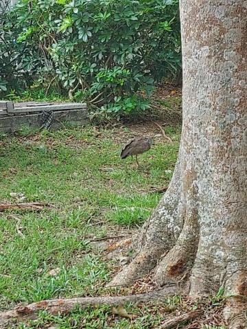 顏辰羽 - 愛外出