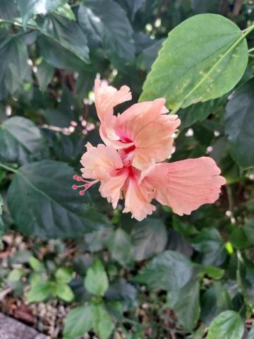 顏辰羽 - 也喜歡研究花草