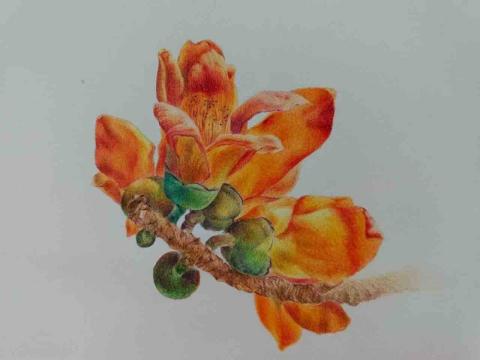 李寶玲 - 色鉛筆