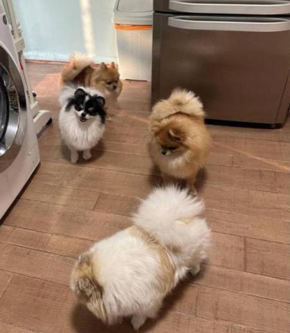 toothy - 顧一群博美狗