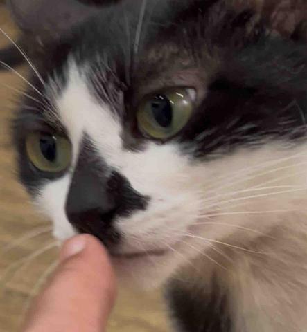 貓咪褓母～小五 - 