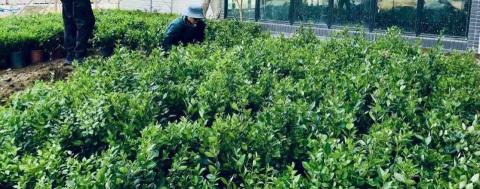 木熙園藝 - 盆栽種植