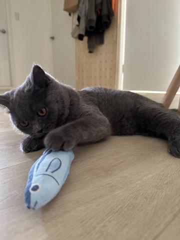 toothy - 幫忙鏟貓屎餵貓與貓玩耍