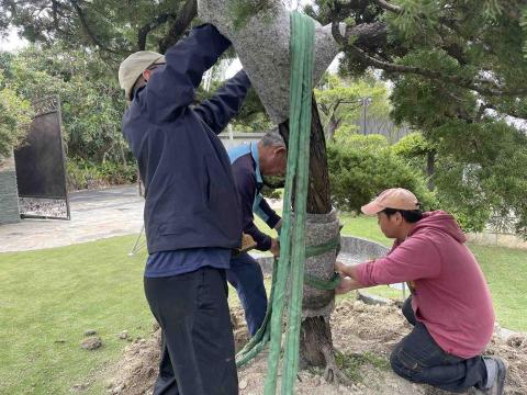 木熙園藝 - 樹木移植