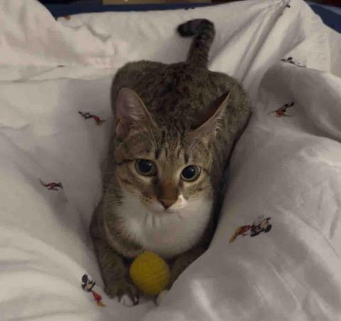 貓咪褓母～小五 - 