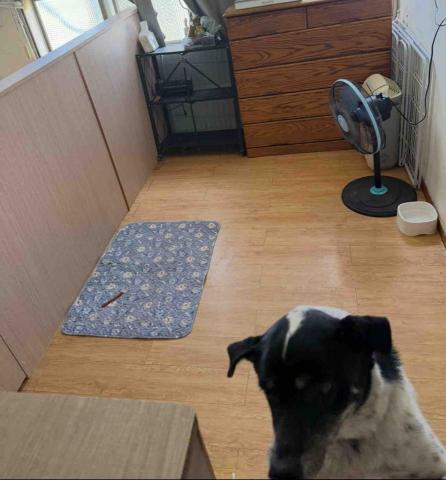 毛小窩寵物旅館-免費專車接送-合法經營（寵字營登皆有） - 