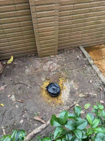 除草特攻隊 - 二樓高鋸樹