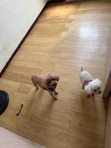 毛小窩寵物旅館-免費專車接送-合法經營（寵字營登皆有） - 